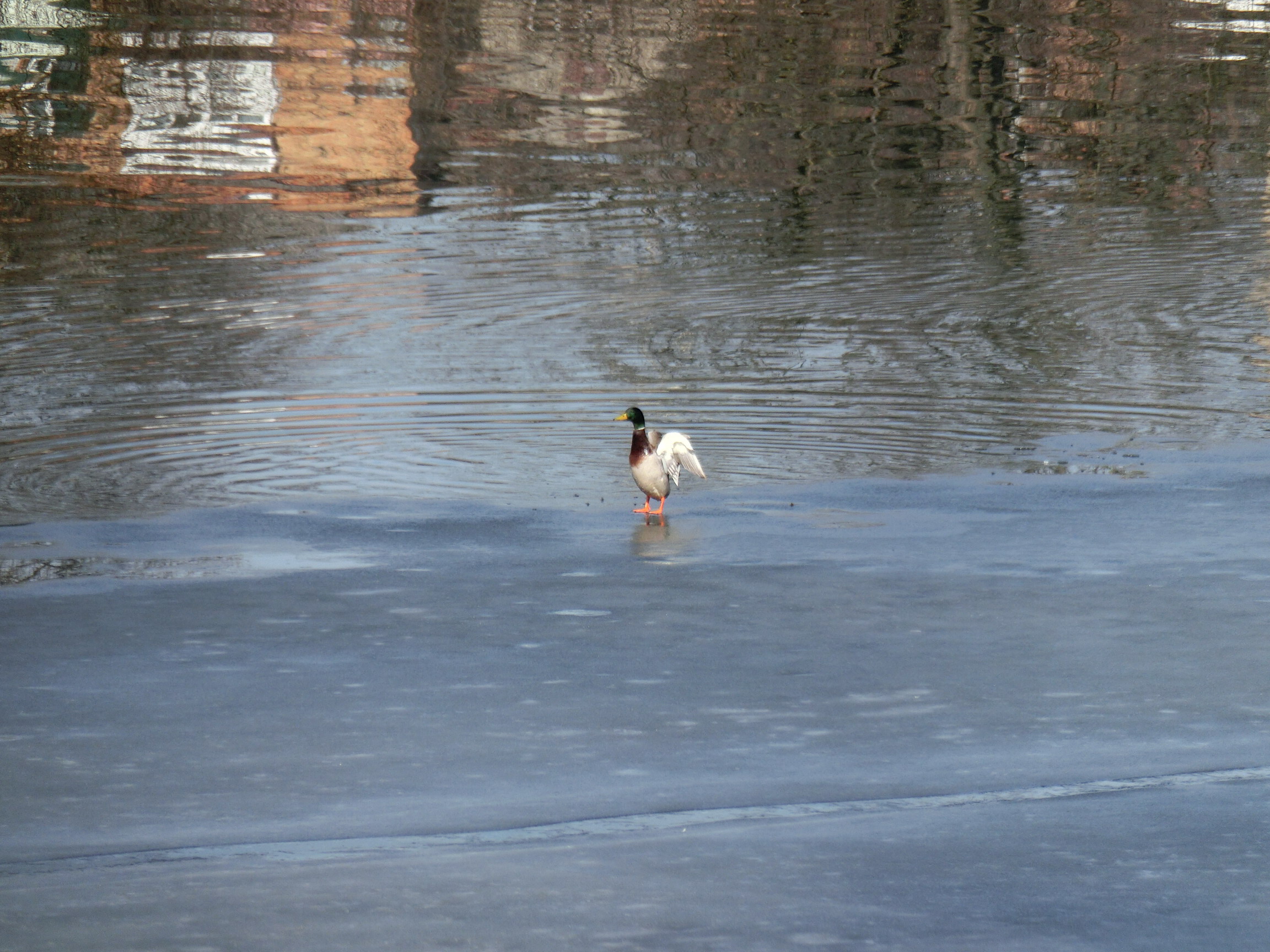 Wild duck on ice